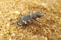 Cicindela hybrida