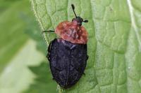 Oiceoptoma thoracicum