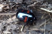 Hister quadrimaculatus