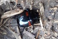 Hister quadrimaculatus