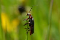 Cantharis rustica