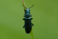 Psilothrix viridicoerulea