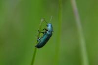 Psilothrix viridicoerulea