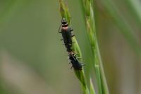 Malachius bipustulatus