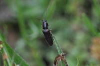 Athous campyloides