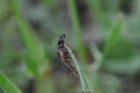 Athous campyloides
