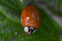 Harmonia axyridis