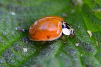 Harmonia axyridis