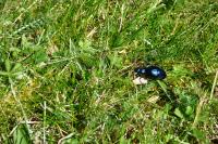 Meloe violaceus