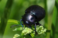 Timarcha goettingensis