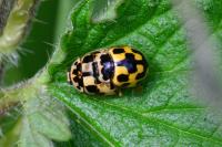 Propylea quatuordecimpunctata