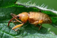 Dorytomus longimanus