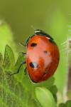 Coccinella septempunctata
