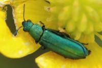 Psilothrix viridicoerulea