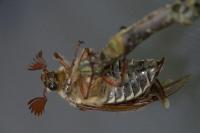 Melolontha melolontha