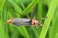 Cantharis rustica