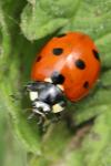 Coccinella septempunctata