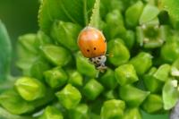 Adalia decempunctata