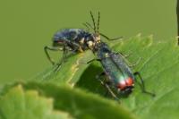 Malachius bipustulatus