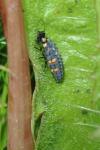 Coccinella septempunctata