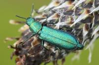 Psilothrix viridicoerulea