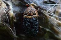 Dermestes undulatus