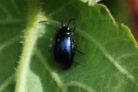 Agelastica alni