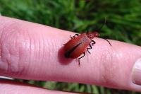 Pyrochroa serraticornis