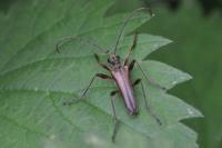 Stenocorus meridianus