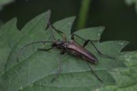 Stenocorus meridianus