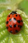 Harmonia axyridis