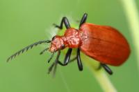 Pyrochroa serraticornis