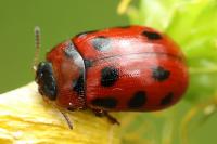 Gonioctena decemnotata