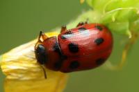 Gonioctena decemnotata