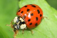 Harmonia axyridis