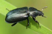 Platycerus caraboides