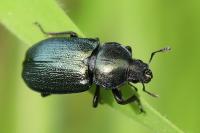 Platycerus caraboides