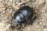 Anoplotrupes stercorosus