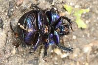 Anoplotrupes stercorosus