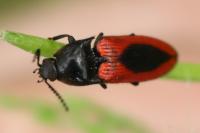 Ampedus sanguinolentus