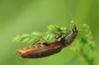 Athous haemorrhoidalis