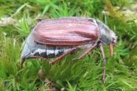 Melolontha melolontha