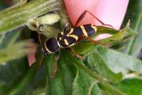 Clytus arietis