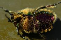 Cetonia aurata