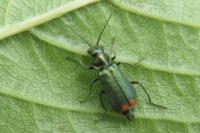 Malachius bipustulatus