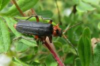 Cantharis rustica
