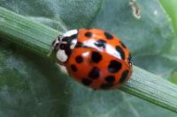 Harmonia axyridis