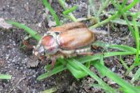 Melolontha melolontha