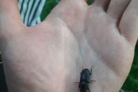 Dorcus parallelipipedus