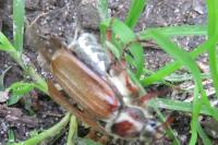 Melolontha melolontha